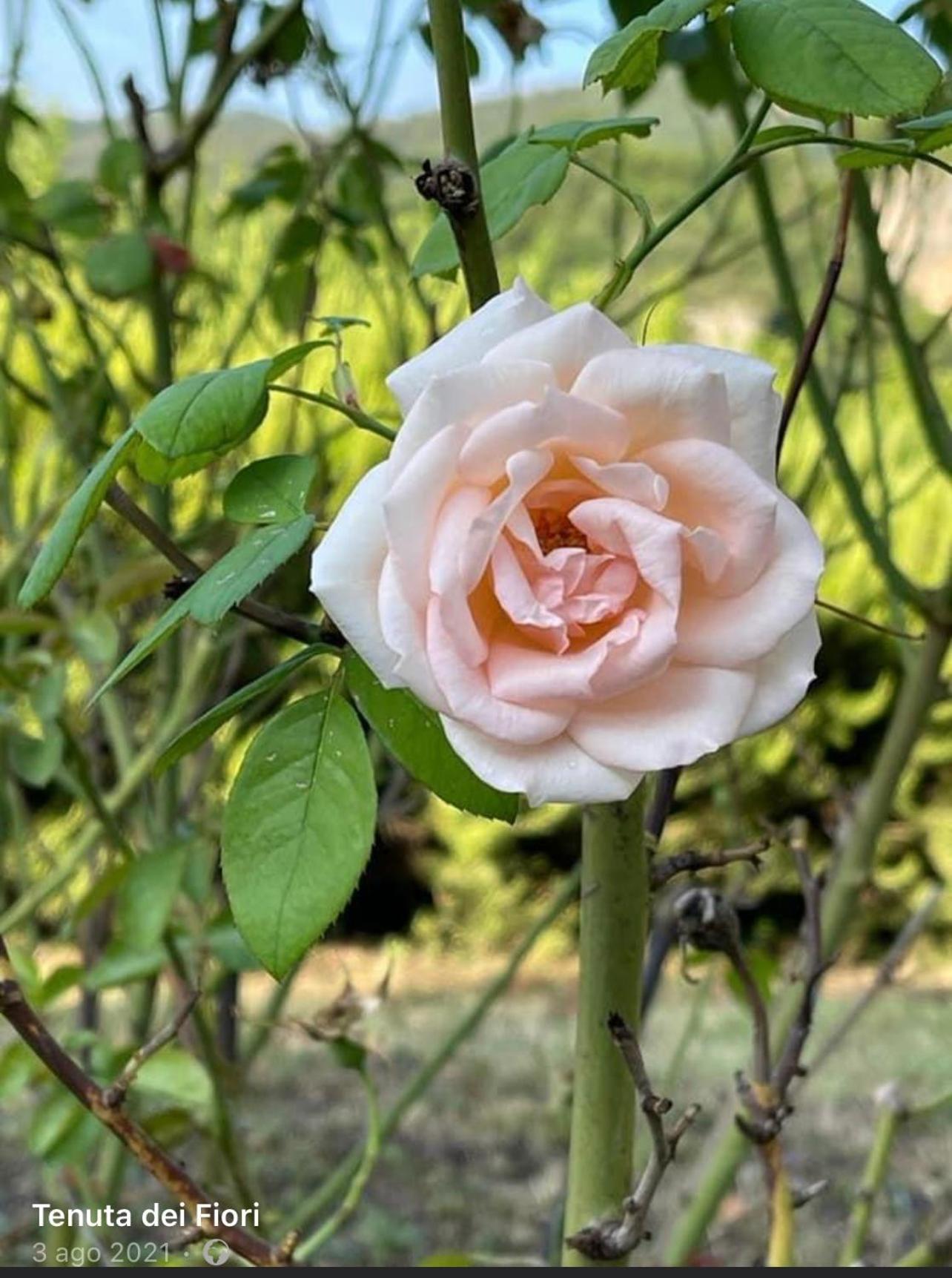 La Tenuta Dei Fiori Ferentillo Esterno foto